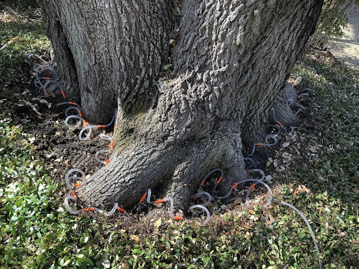 Detailed Tree Cabling and Bracing job site in Mineral City