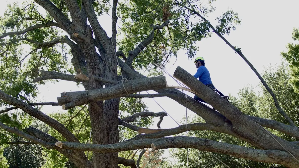 Professional Crown Thinning performed by certified arborists in Mineral City