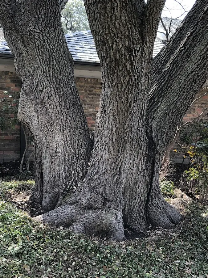 Mature heritage tree close to a Mineral City property cared for by certified arborists